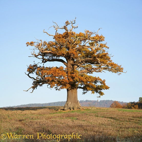 English Oak (Quercus robur) - Autumn (19-11-2006).  Surrey, England
