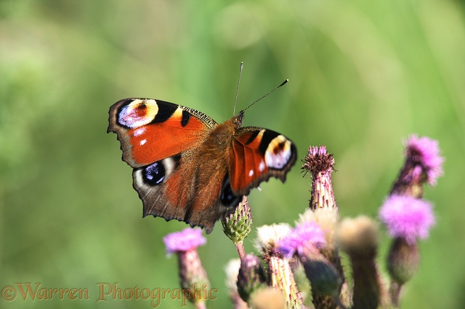 Peacock Butterfly (Inachis io) feeding on Creeping Thistle (Cirsium arvense).  Europe