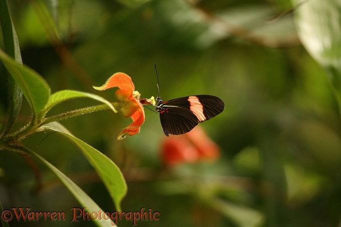 Small Postman Butterfly (Heliconius erato).  South America