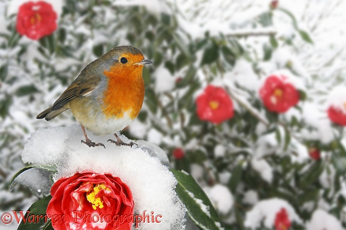 Robin (Erithacus rubecula) on snowy red Camellia