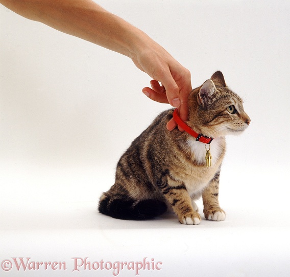 Young tabby cat with newly fitted collar (owner's two fingers in it to check the fit), white background