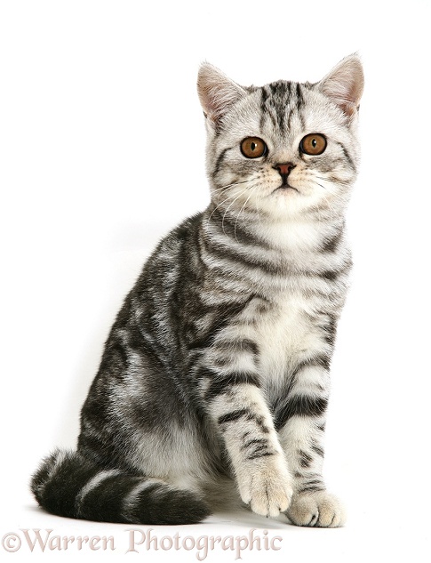 Silver tabby cat sitting, white background