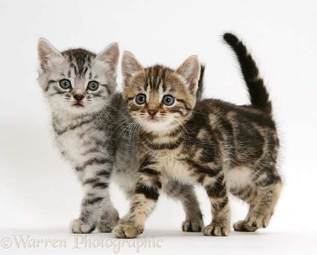 Silver and brown tabby kittens, white background