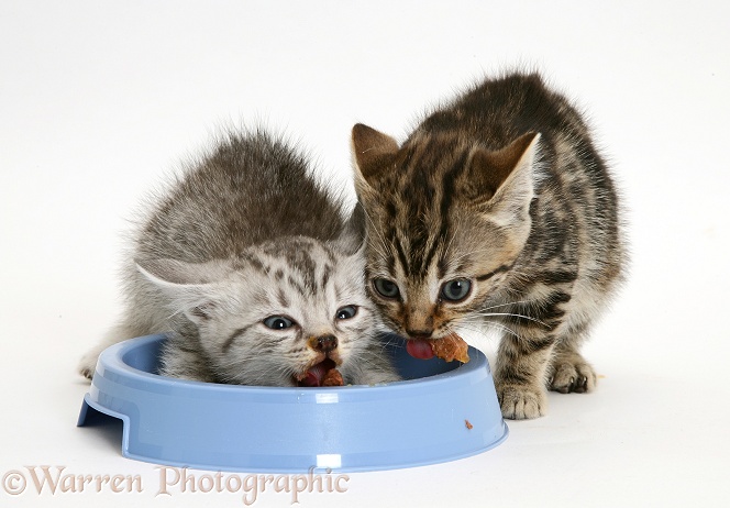 Silver and brown tabby kittens feeding from a bowl 1, white background