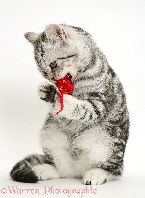 Silver tabby cat playing with a toy mouse, white background