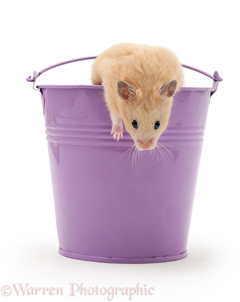 Hamster in a metal bucket, white background