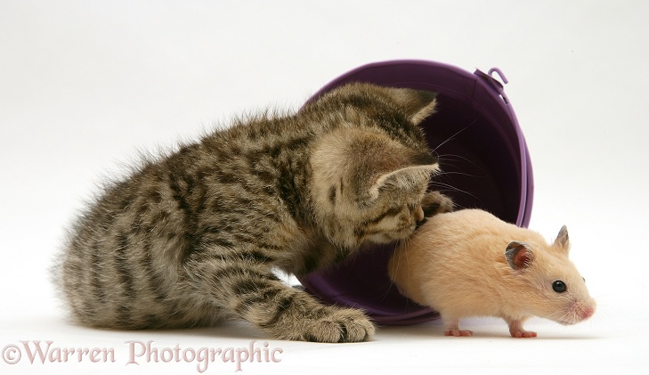 Kitten playing with hamster in a toy bucket, white background