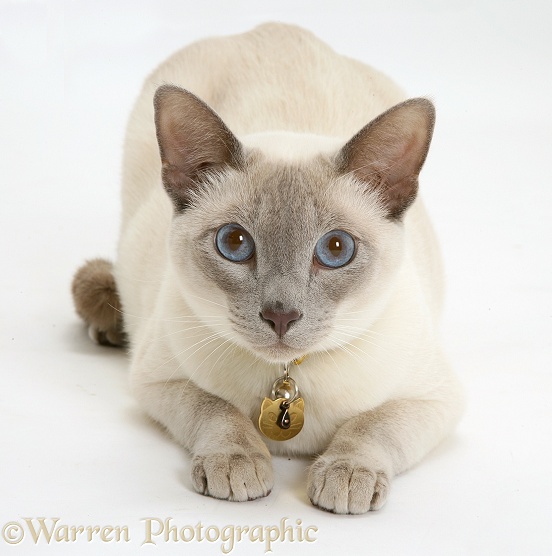 Siamese-cross cat, Isaac, lying head up, white background