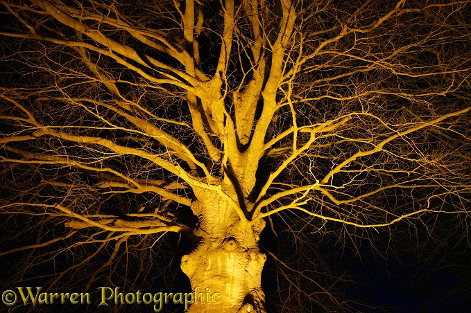 Floodlit beech tree.  Devon, England