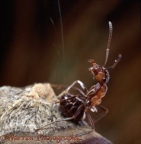 Wood Ant (Formica rufa) worker protecting the nest by jetting formic acid from its tail.  Europe & Asia