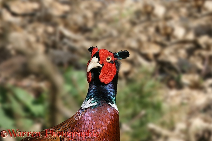 Game Pheasant (Phasianus colchicus) cock, portrait.  Worldwide