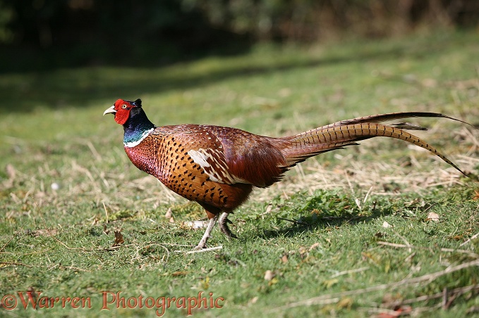Game Pheasant (Phasianus colchicus) cock, on the move.  Worldwide