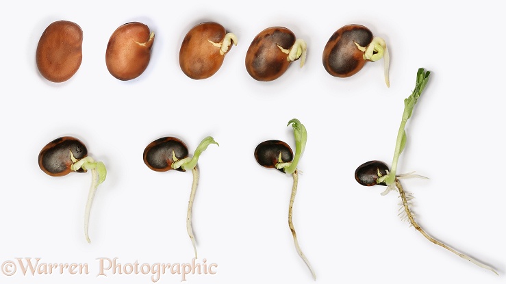Broad Bean (Vicia faba) germination and growth series, white background