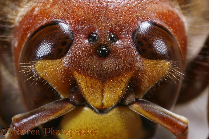 European Hornet (Vespa crabro) head of queen showing ocelli.  Europe