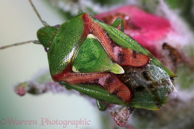 Juniper Shield Bug (Cyphostethus tristriatus) after emergence in early spring.  Europe