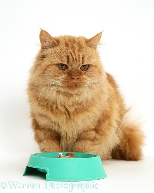 Red Persian-cross cat, Mollynew, sitting beside a bowl of food, not eating, white background