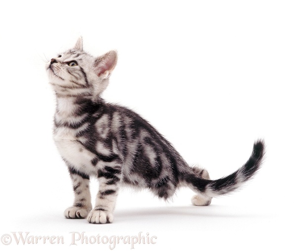 Three-legged amputee silver tabby kitten, 12 weeks old, white background