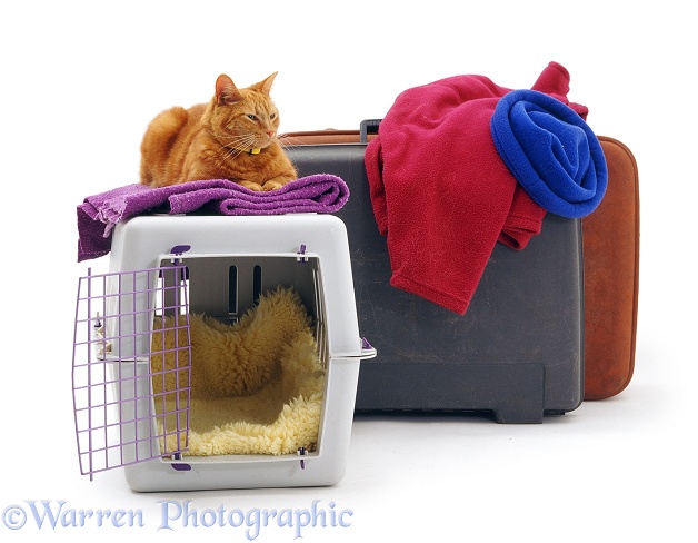 Travelling marmalade cat Tigger with pet transporter and suitcases, white background