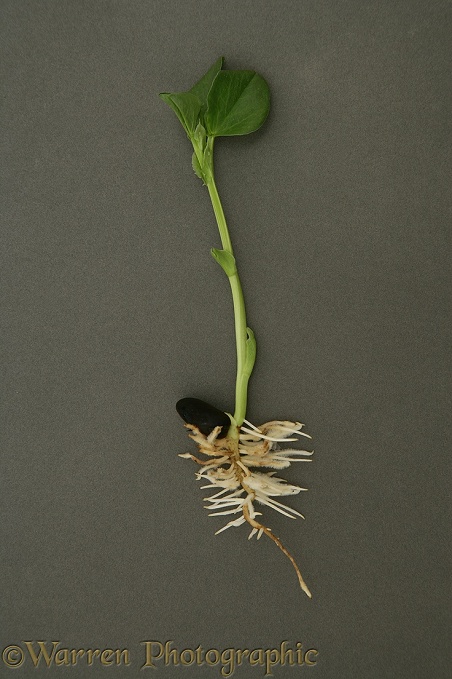 Broad Bean (Vicia faba) germination and growth