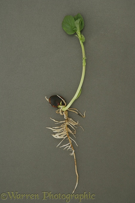 Broad Bean (Vicia faba) germination and growth