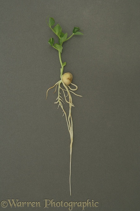 Garden Pea (Pisum sativum) germination and growth