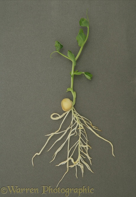Garden Pea (Pisum sativum) germination and growth
