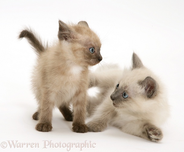 Playful brown and blue-point Birman-cross kittens, white background