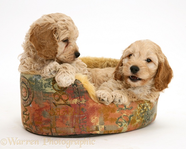 American Cockapoo puppies in a soft basket, white background