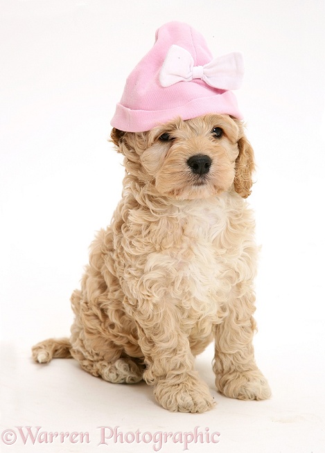 American Cockapoo puppy with a pink hat on, white background