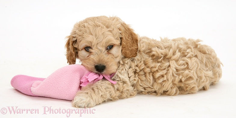American Cockapoo puppy chewing a hat, white background