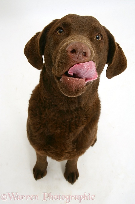 Chesapeake Bay Retriever dog, Teague, licking his chops, white background