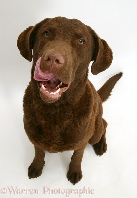 Chesapeake Bay Retriever dog, Teague, licking his chops, white background