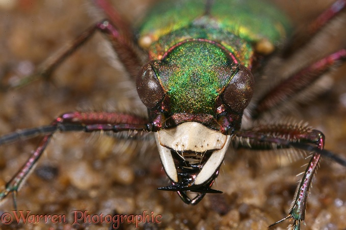 Green Tiger Beetle (Cicindela campestris).  Europe