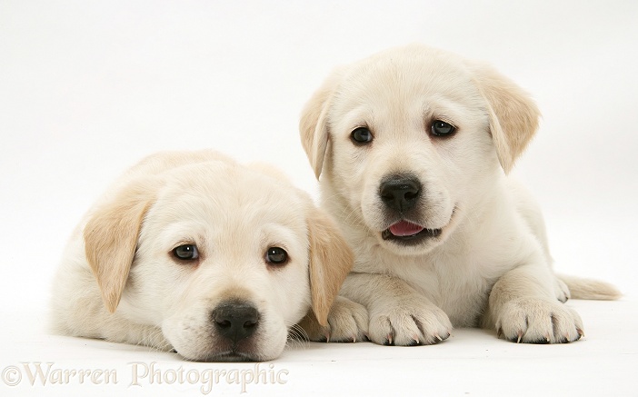 Yellow Goldador pups, white background