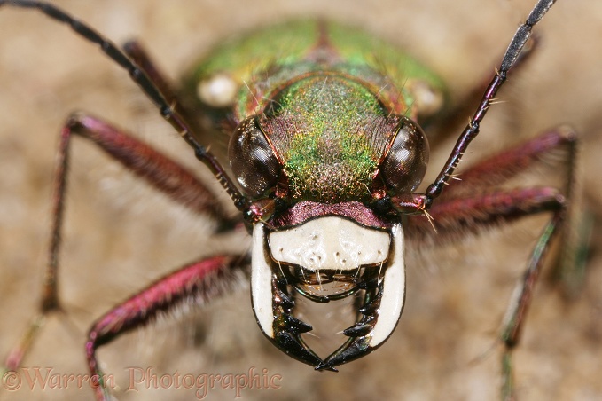 Green Tiger Beetle (Cicindela campestris).  Europe
