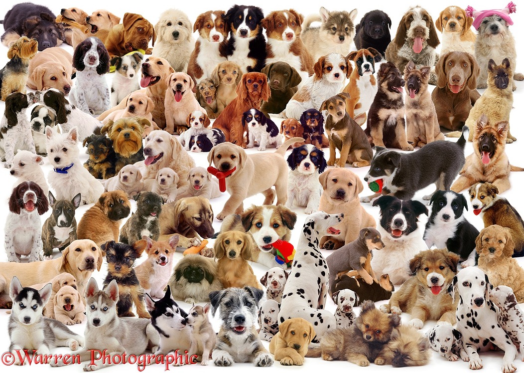Puppies montage jigsaw, white background