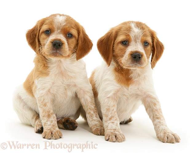 Two Brittany Spaniel pups, white background