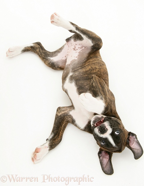 Brindle Boxer pup, Lily, 9 weeks old, upside-down, white background