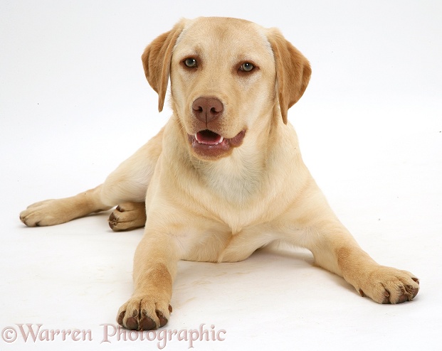 Young yellow Labrador Retriever Millie, 7 months old, white background