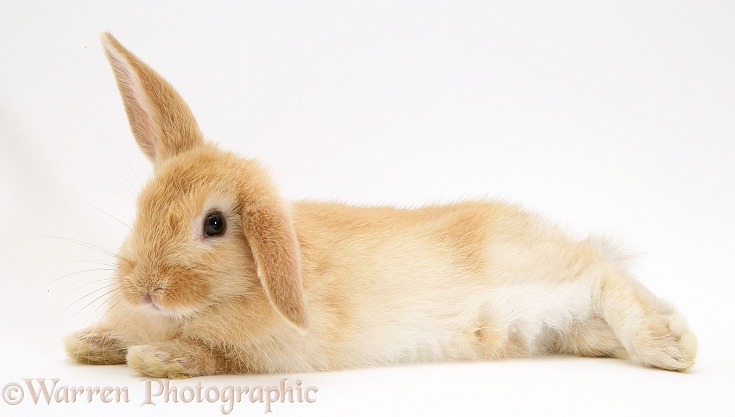 Baby Sandy Lop rabbit, stretched out, white background