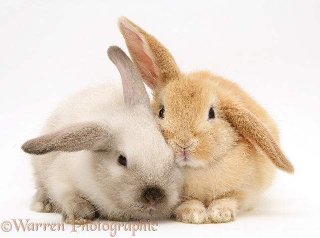 Baby Colourpoint and Sandy Lop rabbits, white background