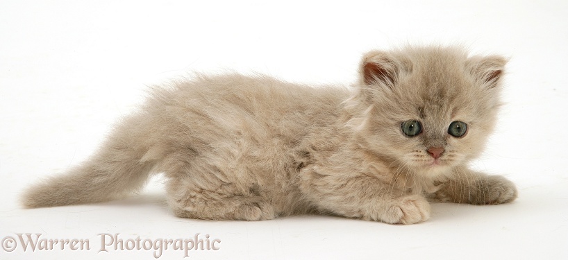 Lilac-tortoiseshell Persian-cross kitten, white background