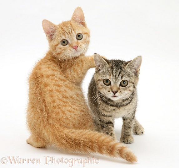 Red spotted and brown spotted British Shorthair kittens, white background