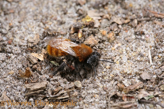 Tawny Mining Bee (Andrena fulva) female digging her burrow in sandy soil.  Europe