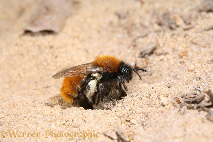 Tawny Mining Bee (Andrena fulva) female arriving back at her burrow with full pollen sacs.  Europe
