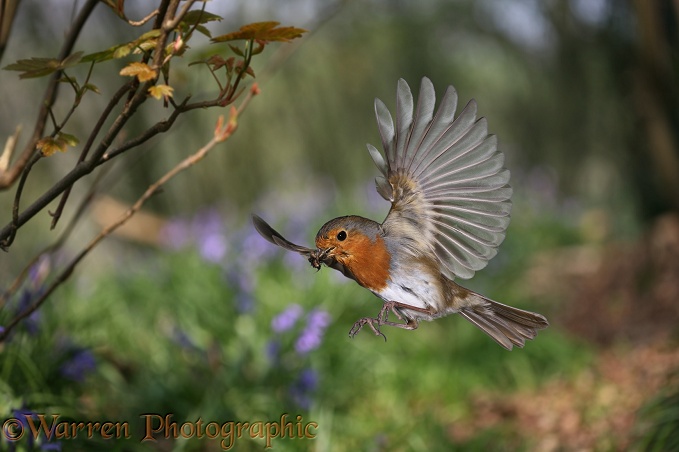 European Robin (Erithacus rubecula) bringing food for its nestlings.  Europe