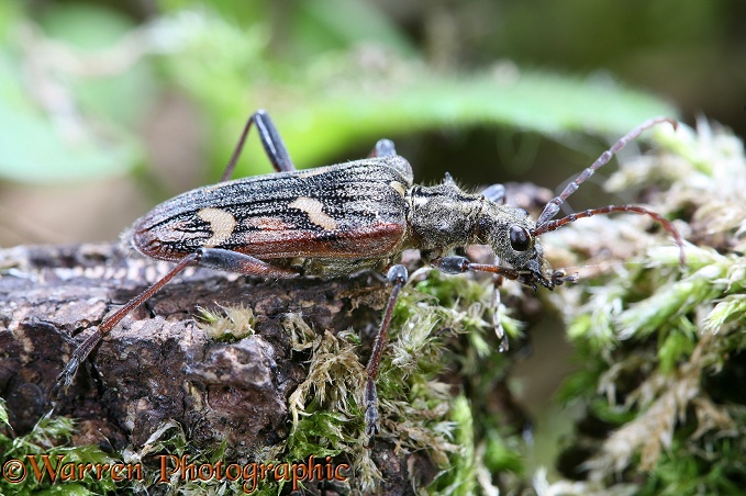Two-banded Longhorn Beetle (Rhagium bifasciatum).  Europe & Asia