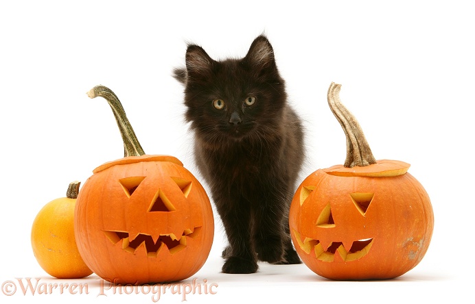 Black Maine Coon kitten with Halloween pumpkins, white background