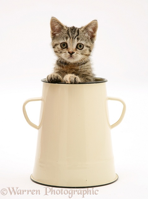 Tabby kitten in an enamel pot, white background