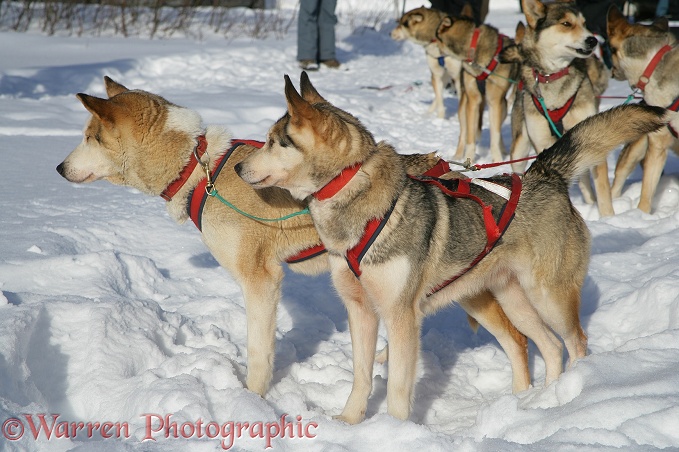 Harnessed Huskies ready for sledding.  Geilo, Norway